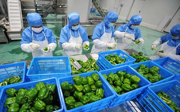 康來福食材分揀.jpg 康來福食材分揀