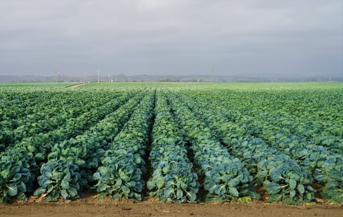 photo-1593406909257-b83156acf662.jpg 農產品冷鏈物流基地