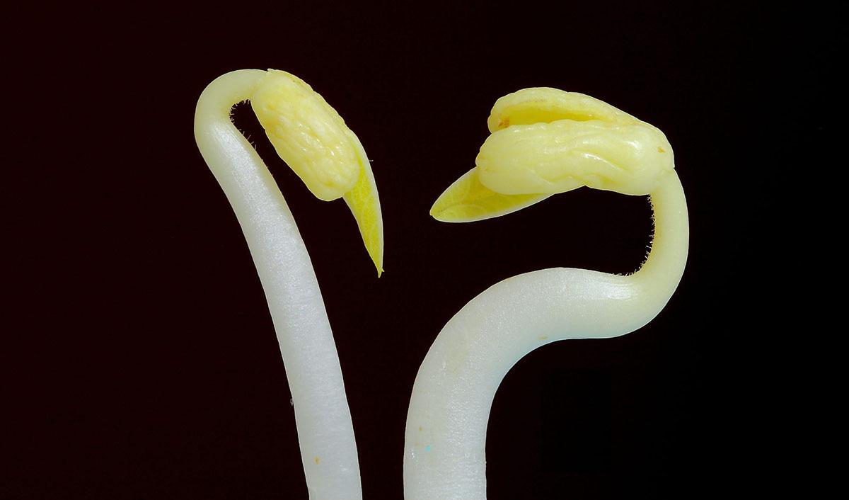 豆芽選擇 豆芽選擇