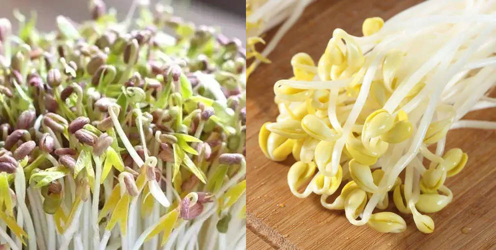 黃豆芽和綠豆芽的區別 黃豆芽和綠豆芽的區別