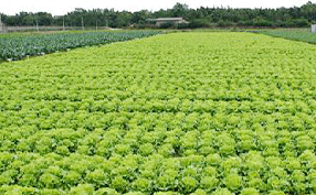 源頭食材供應.png 源頭食材供應.png