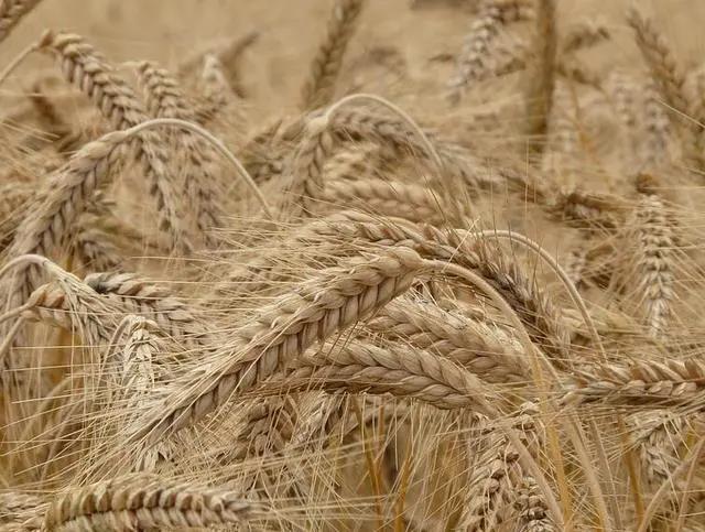 金黃小麥.jpg 黃金小麥