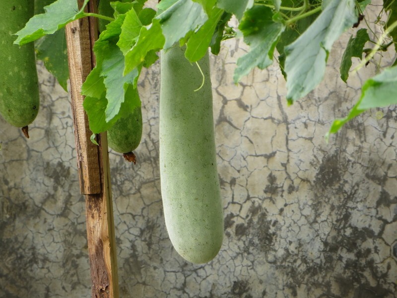 冬瓜.jpg 冬瓜.jpg