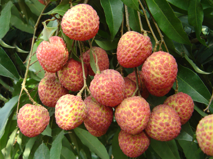 生鮮水果荔枝.jpg 生鮮水果荔枝