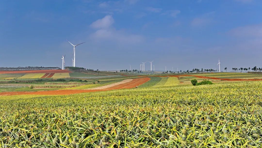 菠蘿海.jpg 菠蘿海.jpg