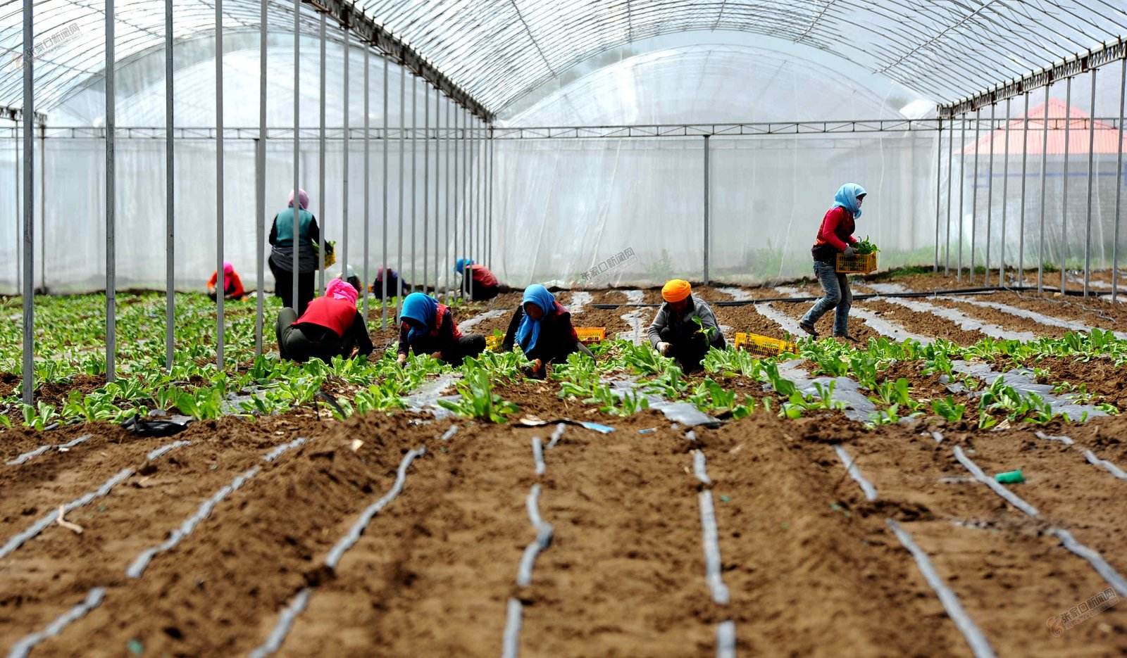 蔬菜致富.jpg 蔬菜致富.jpg