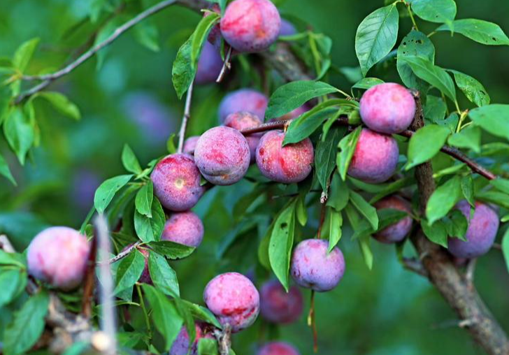 三華李.png 三華李