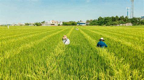 農(nóng)產(chǎn)品行業(yè).jpg 農(nóng)產(chǎn)品行業(yè).jpg