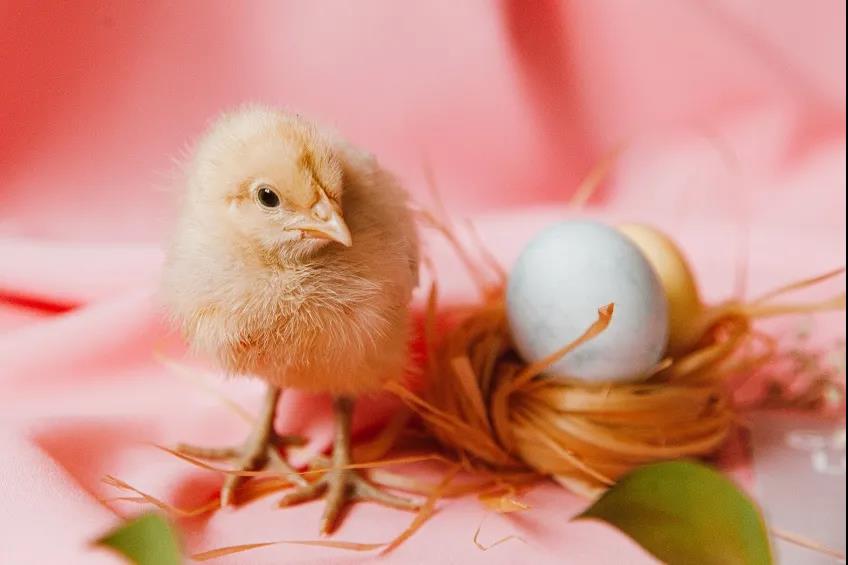 雞蛋0023.jpg 農(nóng)產(chǎn)品配送公司雞蛋價(jià)格