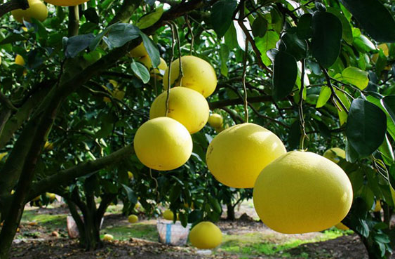 生鮮水果柚子.png 生鮮水果柚子