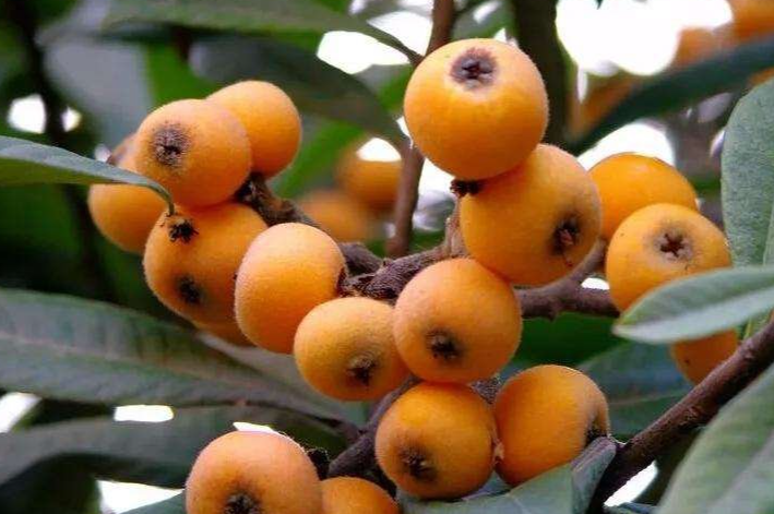 生鮮水果枇杷.png 生鮮水果枇杷