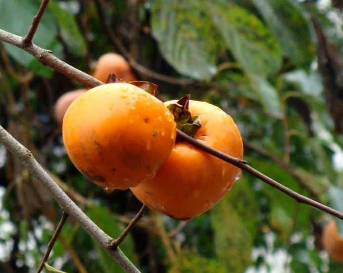 生鮮水果柿子.png 生鮮水果柿子