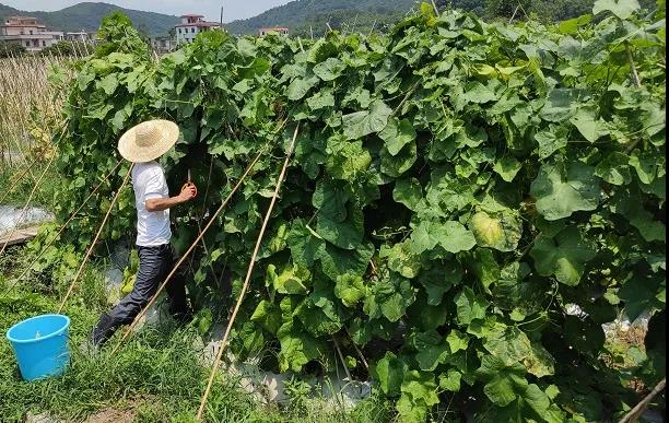 康來?；? width=