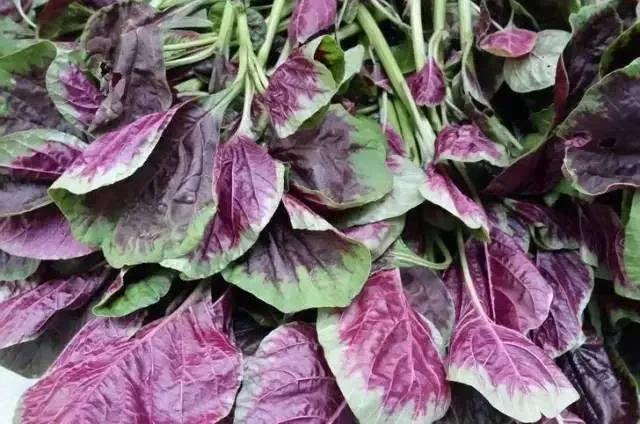 紫菜.jpg 紫菜.jpg