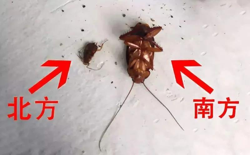 蟑螂 (2).jpg 蟑螂 (2).jpg