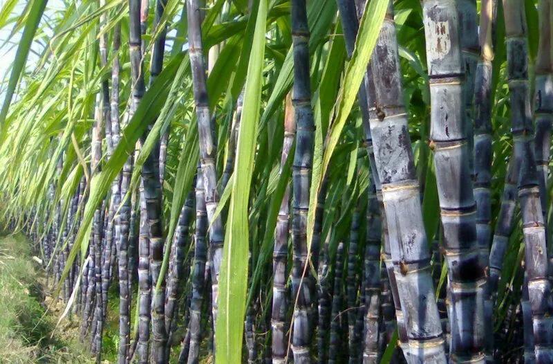 廣西甘蔗.jpg 廣西甘蔗