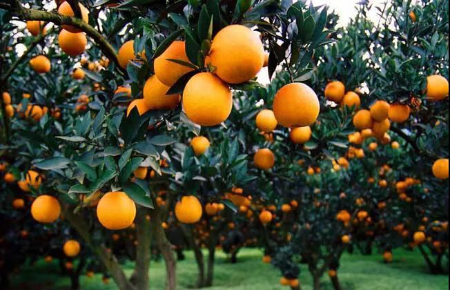 江西臍橙.jpg 江西臍橙