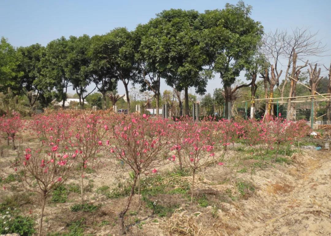 桃花種植基地.jpg 桃花種植基地