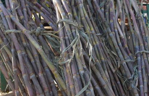 廣西人為什么都不想種甘蔗了,原因值得深思!