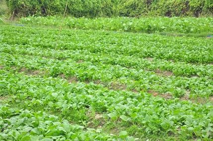 蔬菜基地青菜.jpg 蔬菜基地青菜