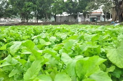 蔬菜基地.jpg 蔬菜基地