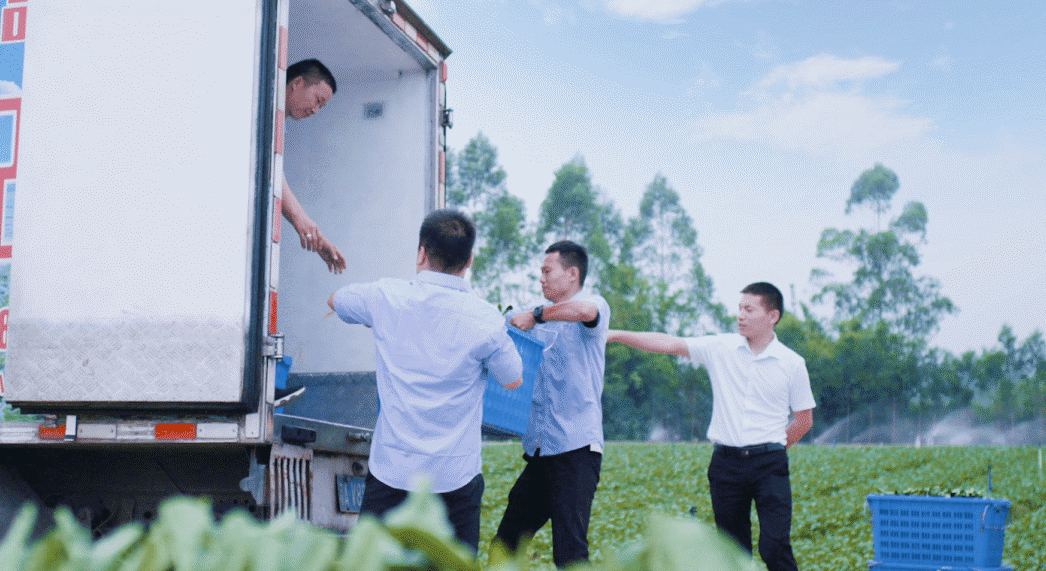 康來福蔬菜配送 康來福蔬菜配送