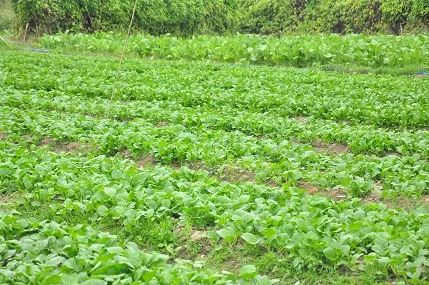 康來福蔬菜基地.jpg 康來福蔬菜基地.jpg