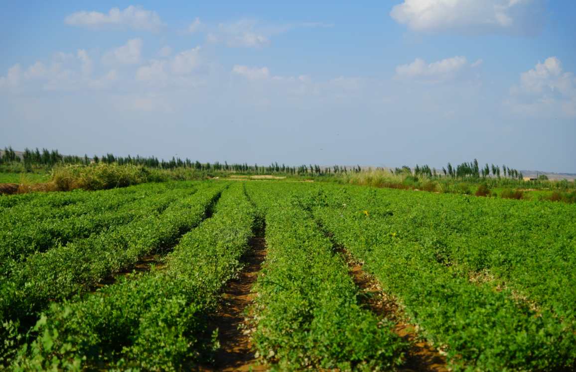 春耕種植 春耕種植
