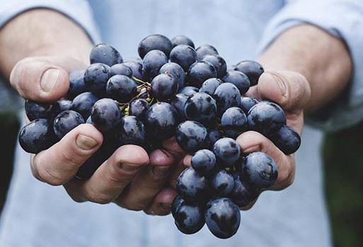 食材供應 食材供應