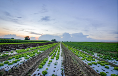 大型蔬菜種植基地 大型蔬菜種植基地