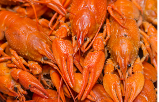 龍蝦 龍蝦