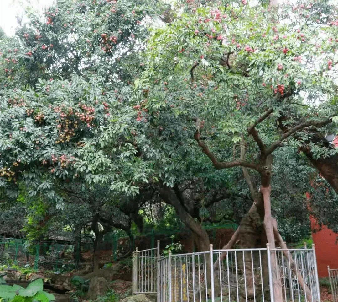 廣州千年古荔 廣州千年古荔