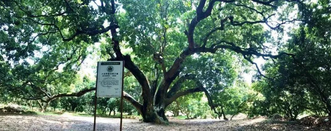 從化荔枝王 從化荔枝王