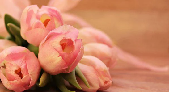 鮮花花朵 鮮花花朵