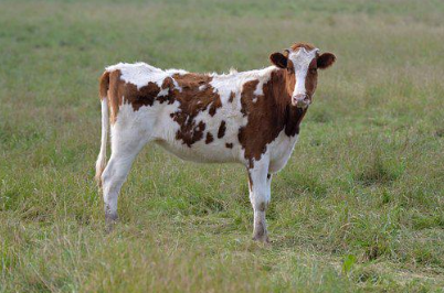 畜牧養殖 畜牧養殖