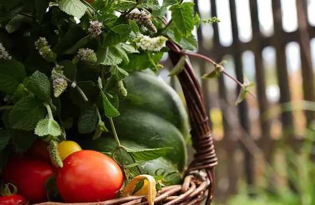 生鮮蔬菜配送 生鮮蔬菜配送
