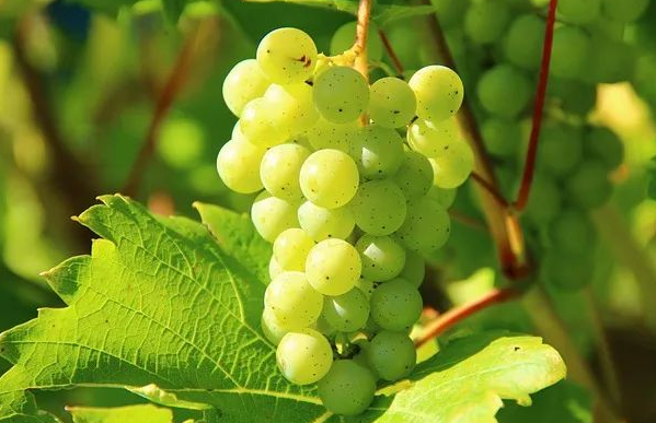 葡萄 葡萄