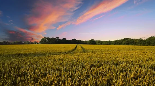 農業生產種植基地 農業生產種植基地