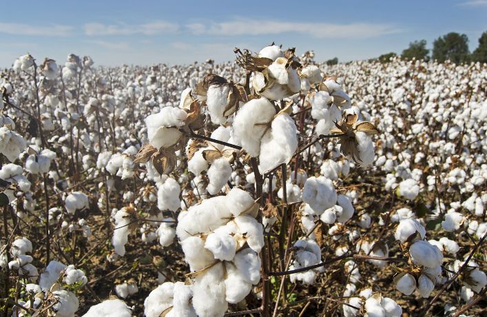 棉花 棉花