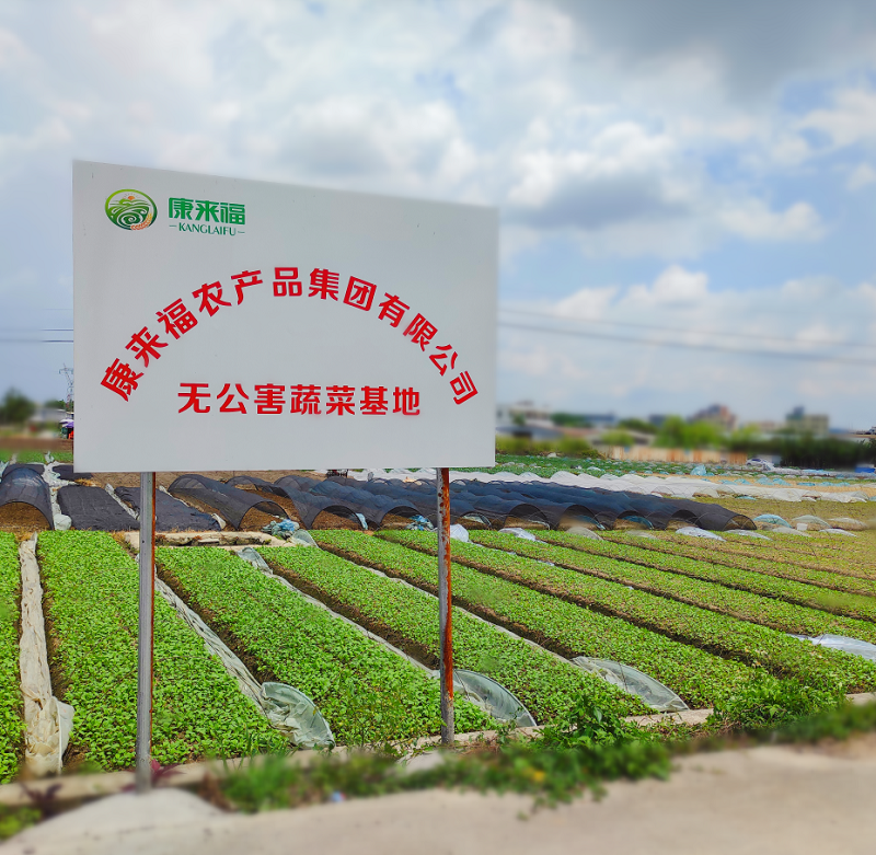 康來(lái)福蔬菜基地 康來(lái)福蔬菜基地