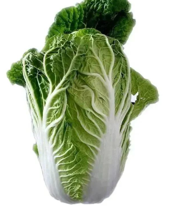 大白菜 大白菜