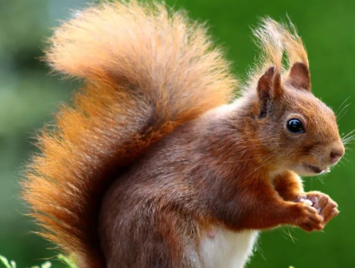 野生動(dòng)物松鼠+pxhere.png 野生動(dòng)物松鼠+pxhere.png