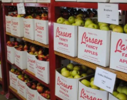 水果.png 水果.png