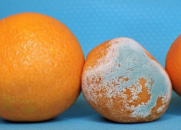 食材變質 食材變質