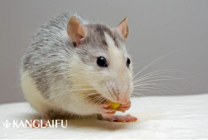 老鼠.png 老鼠.png