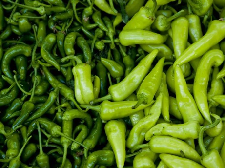 青椒.png 青椒.png