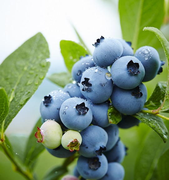 賣瘋了!訂單增長超1600%!熱銷的藍莓會降價嗎?