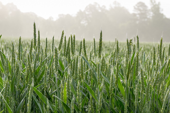 三農資訊 | 中央財政下達14.16億元支持各地病蟲害防控；一季度高品質果蔬等冷鏈需求明顯上漲