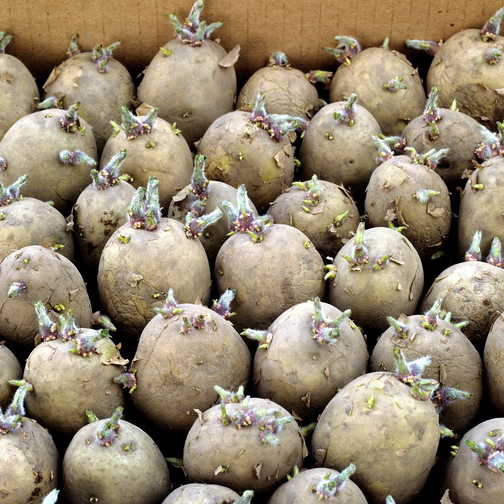 發(fā)芽食物哪些能利用，哪些不能吃？搞明白后不浪費