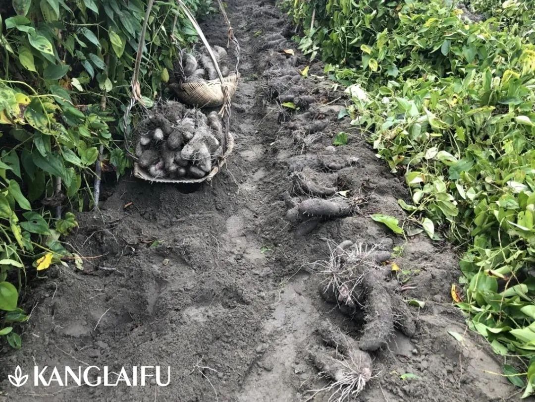 收獲現場.jpg 收獲現場.jpg